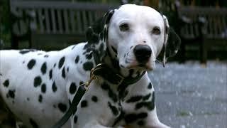 101 dalmatians (1996) - pongo meets perdy