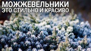 Можжевельники – это стильно и красиво