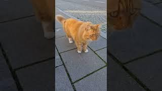 кот решил пойти со мной в магазин. кот Тимофей провожает. СЕРИЯ 1. котики. funny cats