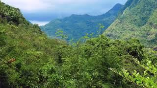 landscape nature tropical island with rocky mountains overgrown dense green jungle tree, palm and