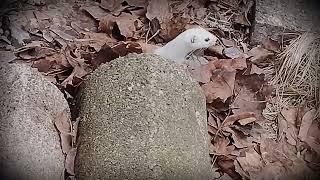 Lumikko - Least weasel - Mustela nivalis