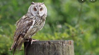 Owl- |Cute and funny owls| Legend of the Owl Witch