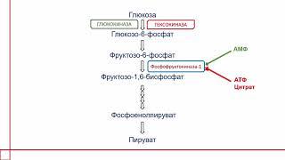 БИОХИМИЯ. ГЛИКОЛИЗ и всё, что нужно о нем знать