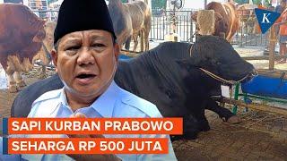 Bertemu Douglas, Sapi Kurban Prabowo Seharga Rp 500 Juta