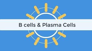 B cells & Plasma Cells Immunology Tutorial