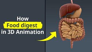 How food digest in 3D #shorts