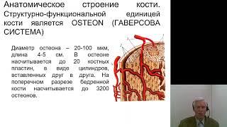 Анатомия 2.Функциональная анатомия костной системы