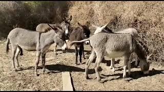 donkey mating enjoying each others donkeys||@MP2animals