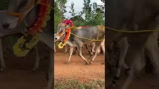 Sankranthi special cow and bulls decoration, Pongal special