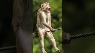 Touching a Wild Monkey's Tail | Funny Monkey Reaction | Jungle Moments #trending #shorts