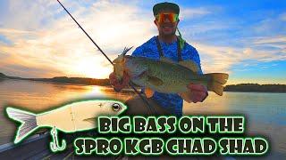 How to catch big bass this fall with the Spro KGB shad! Everything you need to know!