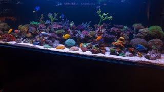 Maintaining a 300-Gallon Reef: Deep Dive into Large-Scale Reefing with SPS and Torches