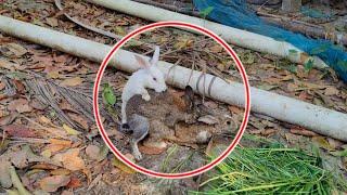 Rabbit scream - Pet Rabbit Meets Wild Rabbit For the First Time, Two different species