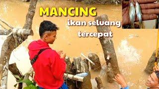 mancing ikan seluang tercepat air tawar‼️mancing seluang