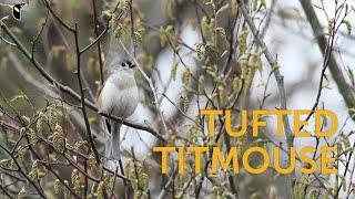 Tufted Titmouse