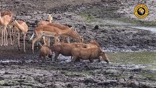 Warthogs Drink, Impalas Sense DANGER!