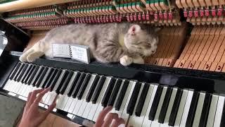 Cat Sleeps Comfortably Over Piano as Owner Plays a Lively Tune - 1034223-1
