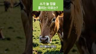 소는 하루에 얼마나 침을 흘릴까?