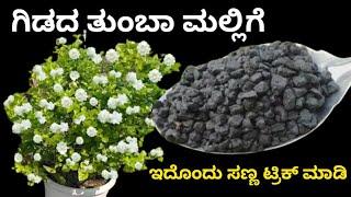 ಮಲ್ಲಿಗೆ ಗಿಡದ ತುಂಬಾ ಹೂವು ಬೇಕೆಂದರೆ ಈ ಟ್ರಿಕ್ ಮಾಡಿ ವರ್ಷ ಪೂರ್ತಿ ಮಲ್ಲಿಗೆ ಹೂಗಳು More Jasmine flowers