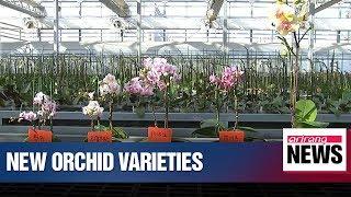 Korean researchers develop affordable, long-lasting orchid varieties