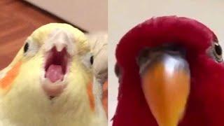 SMART AND FUNNY BIRDS  - TRY NOT TO LAUGH!!! I Funny Pets