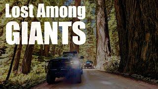 Lost Among Giants: Exploring the Redwood Coast Adventure Trail