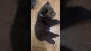 Пушистый колобочек