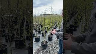 Need Something Larger? Check Out the #7 Dakota Pinnacle Birch