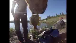 Red's Perspective Fishing, Dog GoPro