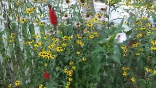How to Grow Brown Eyed Susan from Seed (Rudbeckia Triloba)