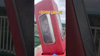 치앙마이 한달살기 (5) #shorts #vlog #chiangmai #thailand #브이로그 #치앙마이여행