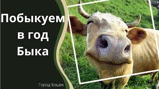 Бык и Корова - Рогатые Приколы. Смешные животные. Видео