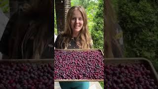 Dealing with the Abundance: harvesting berries and grape leaves! #growyourownfood #foraging