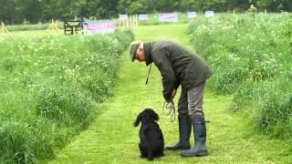 Shooting Times & Skinners: Gundog training part 2