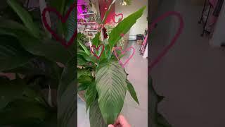 Гигантский Спатифиллум королевский. #комнатныецветы #цветыдома #спатифиллум