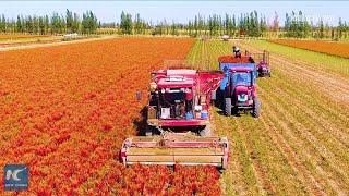Chili peppers harvest in NW China's Xinjiang