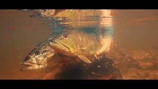 Agua Boa Amazon Lodge   Fly Fishing For Peacock Bass in Brazil