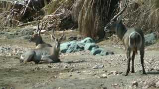 SOUTH AFRICA wildlife of Kruger & Mapungupwe nat. park (hd-video)