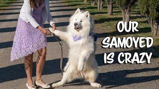 Funniest moments of our samoyed