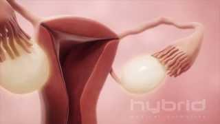 Hybrid Medical Animation - Ovulation