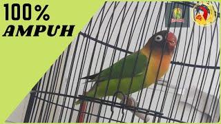 100 % Ampuh,  Suara Pancingan Lovebird Ngekek Panjang Pasti Langsung Nyaut