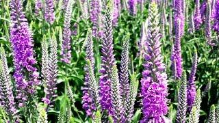 Best Garden Perennials, Veronica 'Eveline'  (Speedwell)