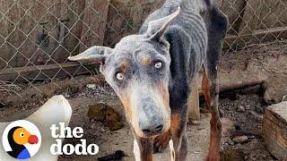 Skinny Doberman Living In A Cage For A Year Looks So Different Now | The Dodo