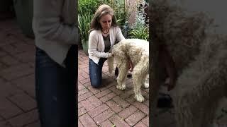 Assisted standing with Bailey - At Home Exercise Series