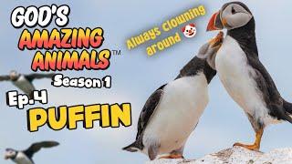 Fun Facts for Kids about Puffins | God's Amazing Animals (S1 Ep4)