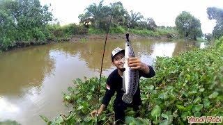 Masih Lagi ! Strike Toman Sungai Tenggarong - Fishing in Kukar