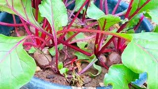 Grow Beets! Beets Growing Guide | Gardening in Trinidad and Tobago