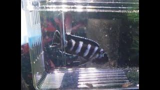 Malawi African Cichlid "giving birth" / releasing fry (Pseudotropheus Demasoni Babies!!!!)