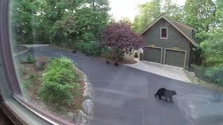 Mama Bear and Her Cubs In our Driveway