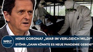 H5N1: "Corona war im Vergleich mild!" Vierter Vogelgrippe-Fall in USA! Neue Pandemie? Das sagt Stöhr